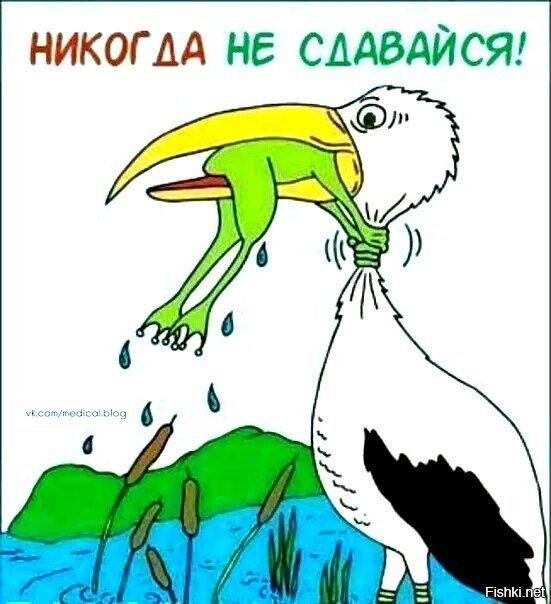 Держитесь от морских чаек подальше