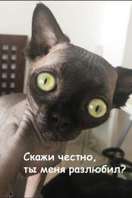 Женщины - они как кошки