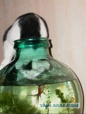 Не впускайте кота в парикхмахерскую)))