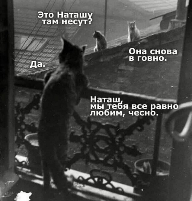 Картинки с надписями и котами