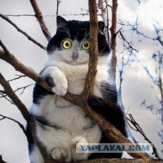 Любвеобильные совы