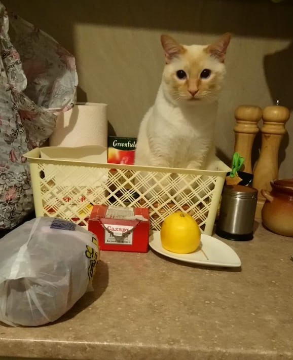 Котовторник же!