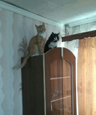 Котовторник 21.12.21