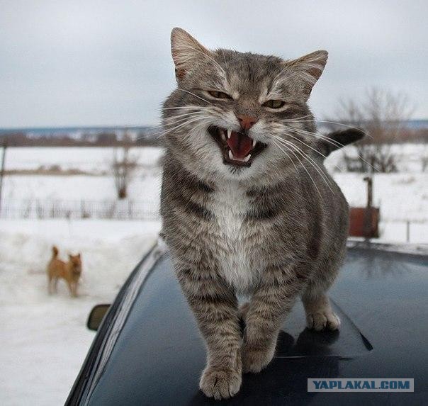 Котейка охотится