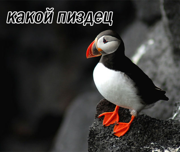 Встречный поезд