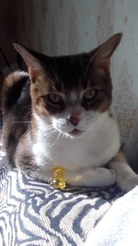 Котовторник ведь начался!