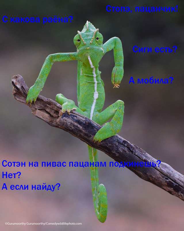 Эти забавные животные