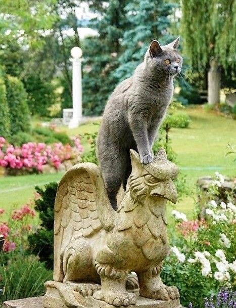 Кошки на развалинах города Помпеи