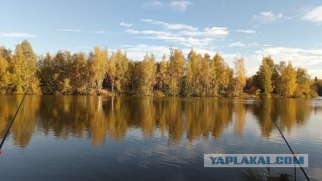 Синоптики объявили дату золотой осени