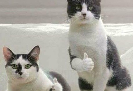 В Омане мужик спас котика во время потопа.