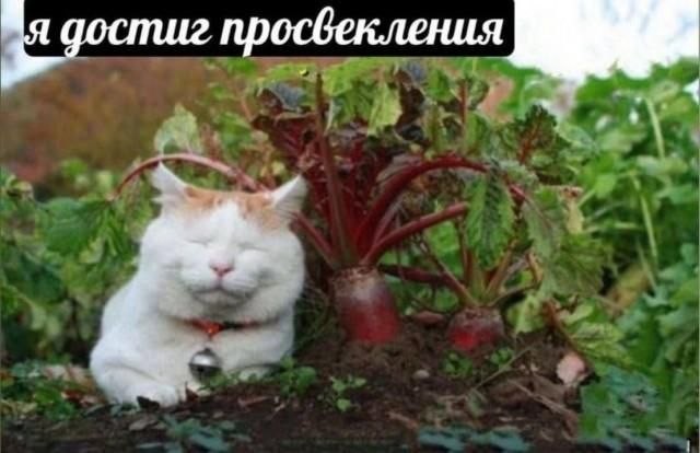 Картиночки, баянчики 14 мая