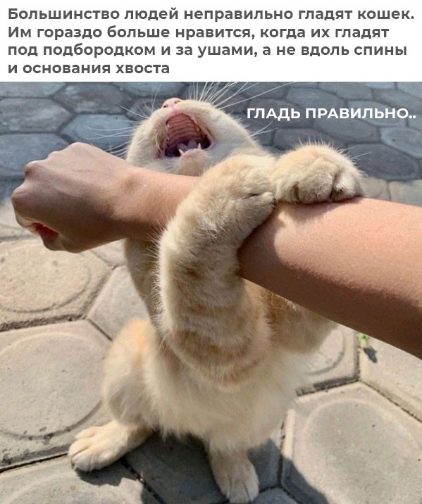 К котовторнику: подборка картинок-баянов с котиками и про котиков. Выпуск 42.