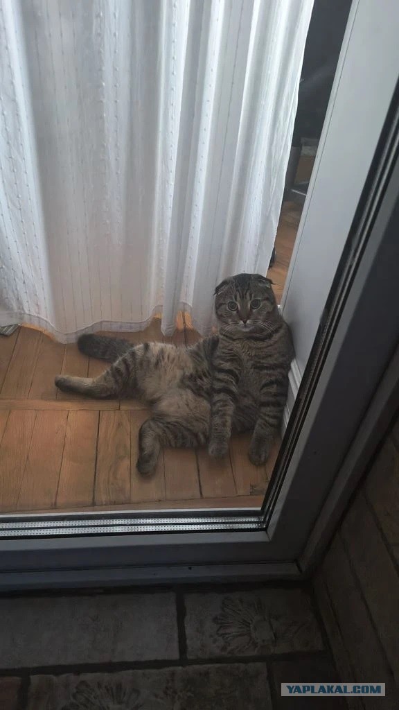 Котовторник сегодня