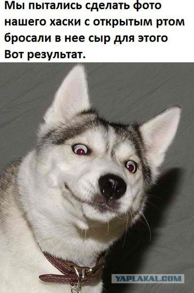 Собака, ты все перепутала…