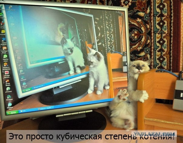 КотЭйки