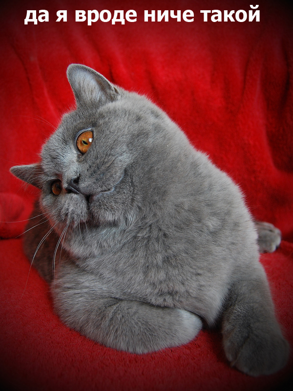 Котоподборка