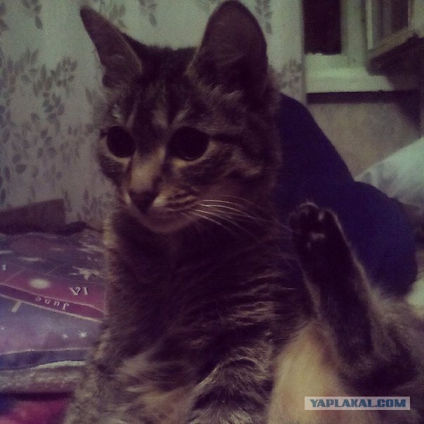 Котовторник 23.09.2014.