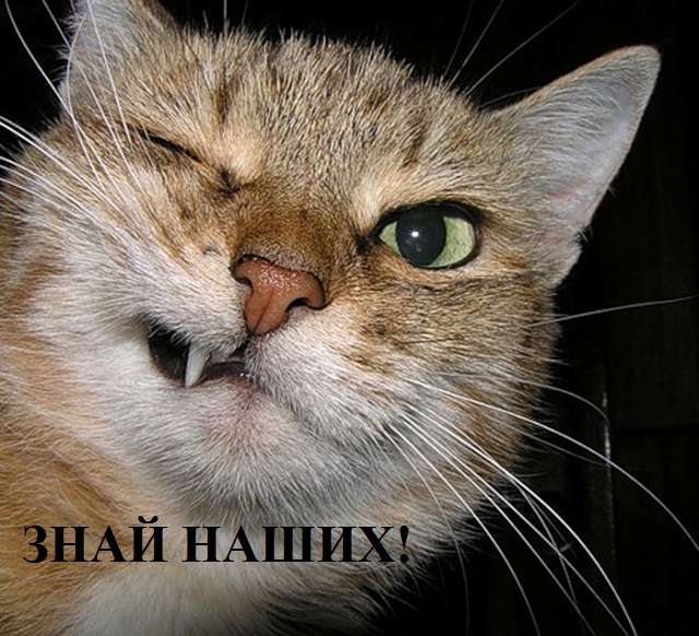 ЯП в Вести недели