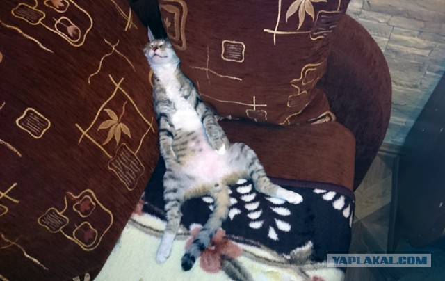 Известные котомемы.