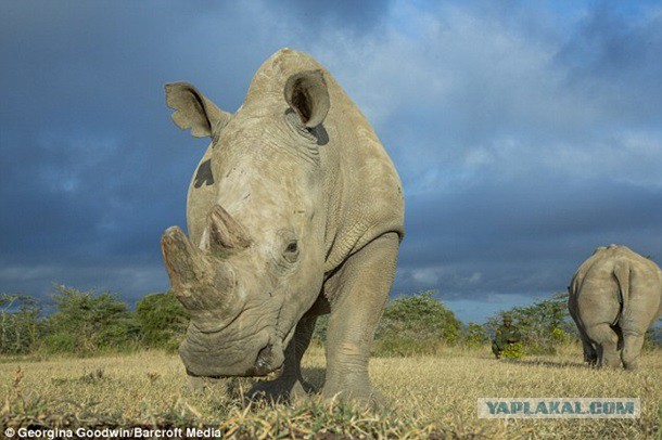 Последний носорог на планете