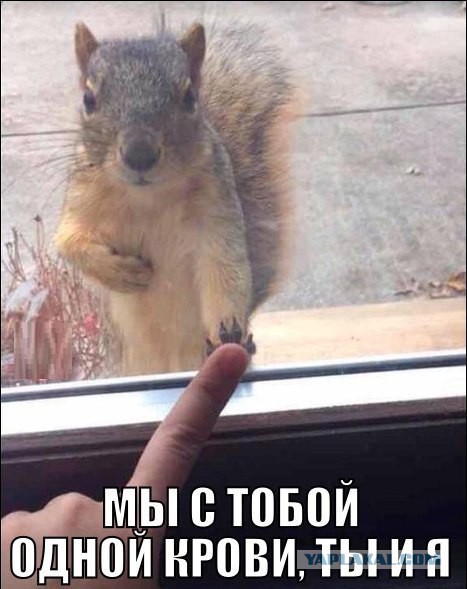 Прикольные картинки