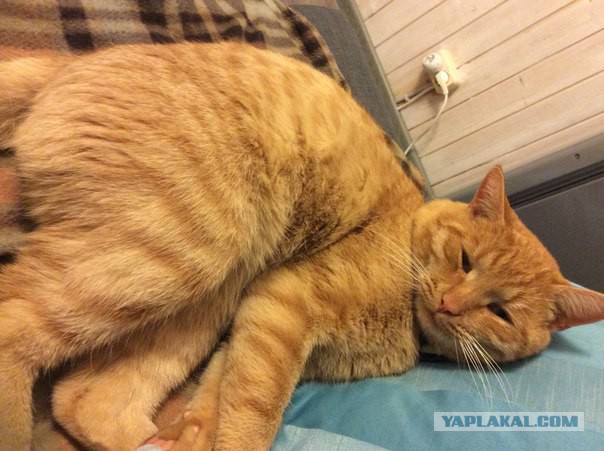 Котовторник 22.12.2015