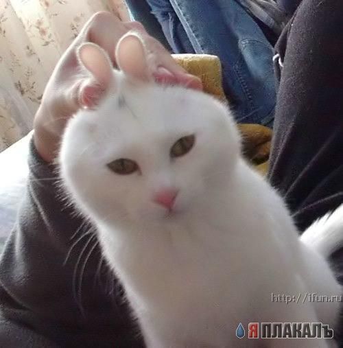 Коты, кошки, котята