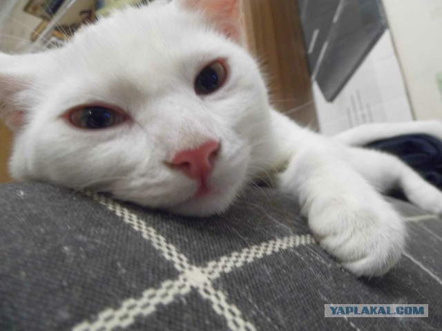 Мой кот, мои правила!