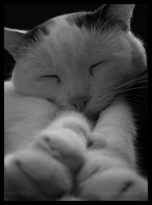 Коты, кошки, котята