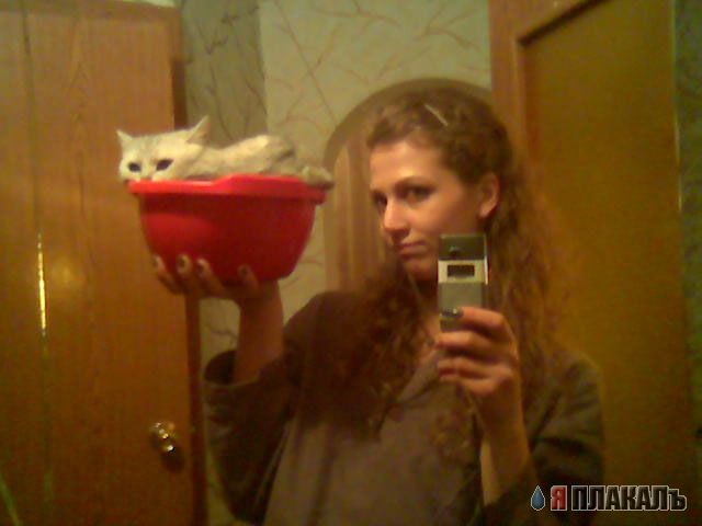 Коты, кошки, котята