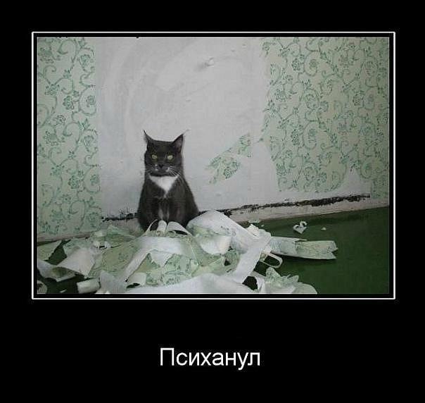 Мохнатые беспредельщики