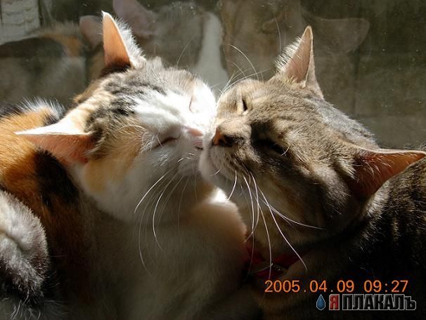 Котомет на вторник!