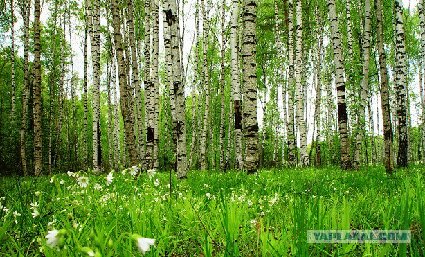 Юкка: уход и размножение