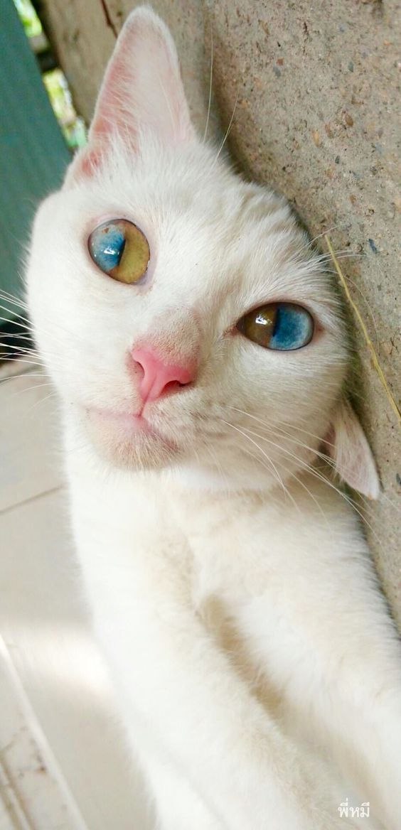 Коты и Кошки