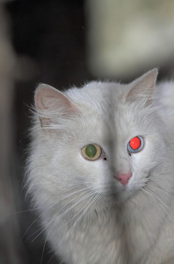 Коты и Кошки