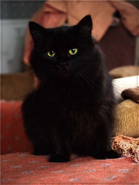 Коты и Кошки