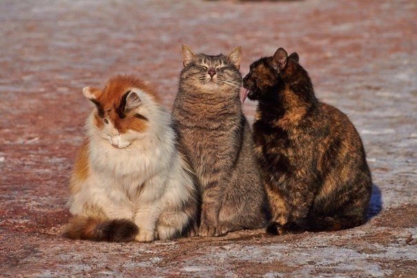 Коты и Кошки