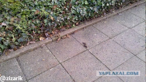 Вещи, которым я не перестаю удивляться в Германии
