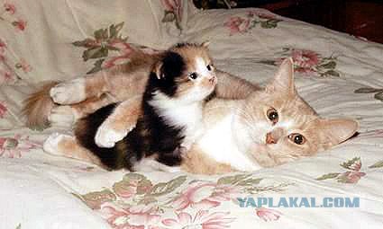 Котовторник на ЯПлакалъ