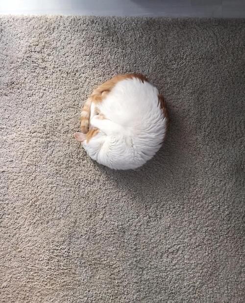 Немного милоты