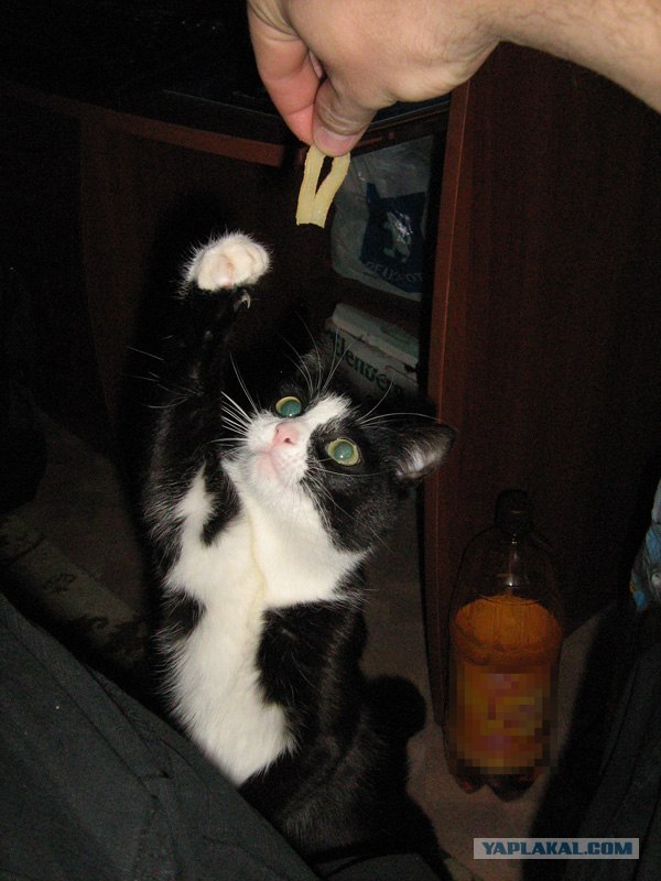 Котовторник?