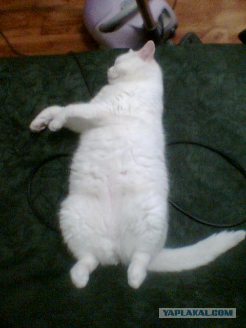 Котовторник так котовторник!