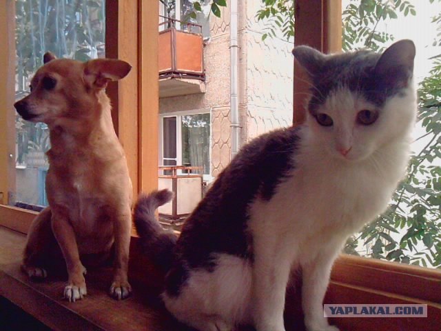 Котовторник 22.11.11