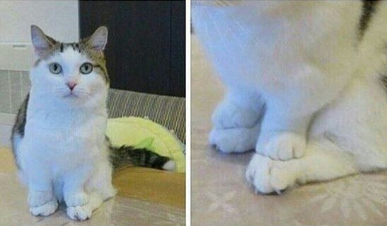 Прикольных котов пост