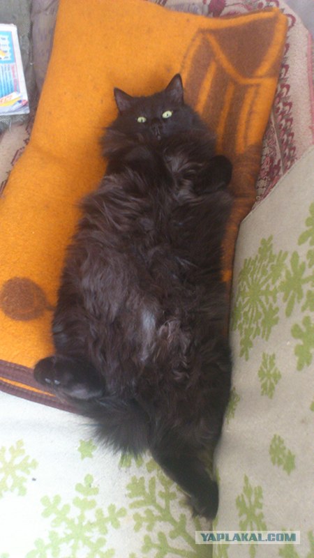 Котовторник 22.05.2012