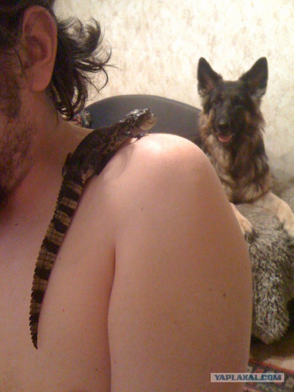 Собакочетверг 12.07.2012