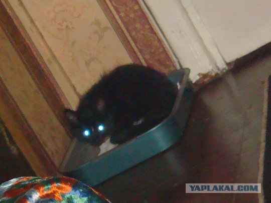 Котовторник  21.08.12
