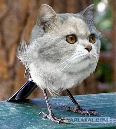 Надоело всё, теперь я сова!