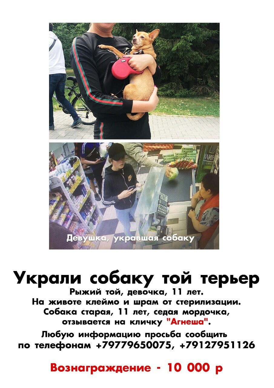 Слепая девушка с собакой поводырем. Девушка украла собаку. Собака ворует. Собака поводырь в москве. Девушка украла собаку.