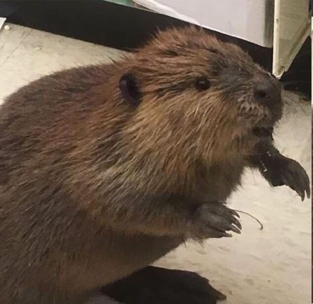Живность из сети